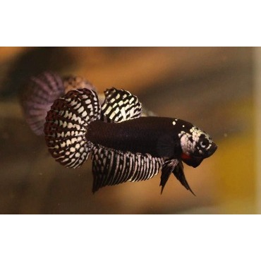 Ikan Cupang Alien Samurai Wild Betta