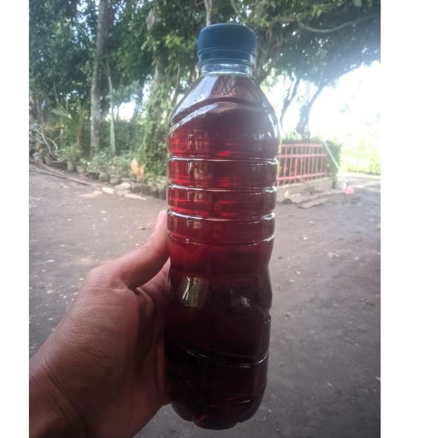 

ekstrak ketapang