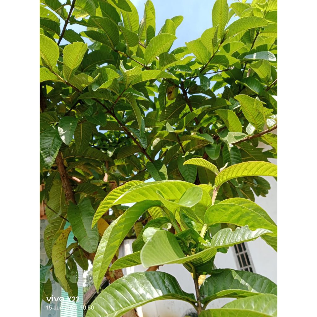 

Daun jambu biji(mengatasi diare dll)