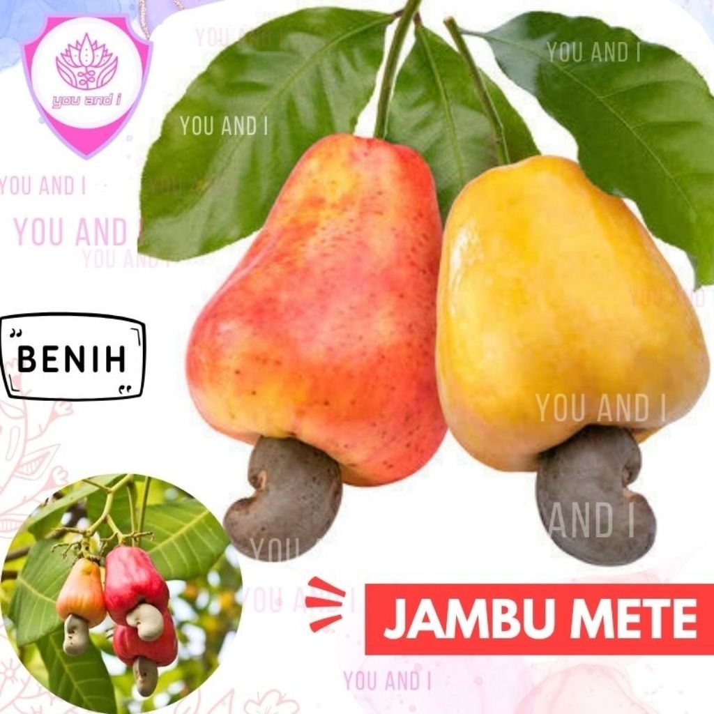 Benih JAMBU METE - Biji Bibit Buah