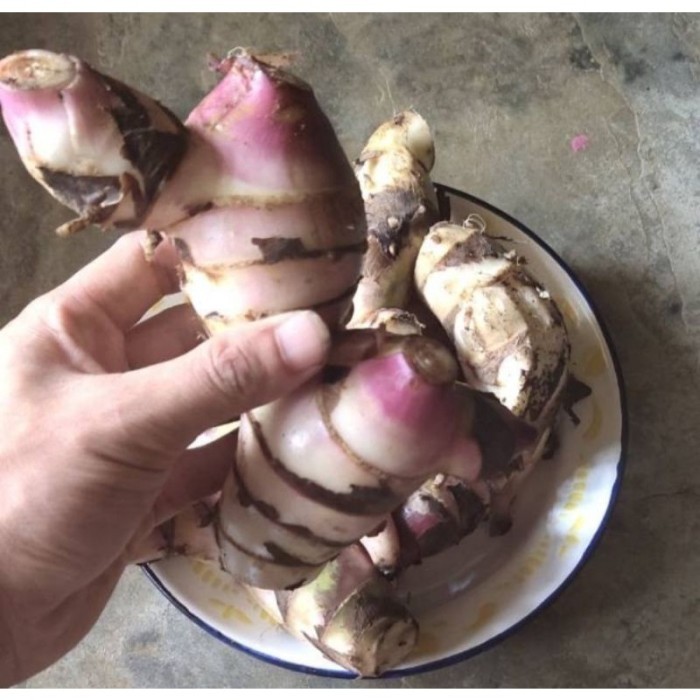 

1 kg umbi ganyong segar sehat, dipanen dadakan ketika orderan masuk