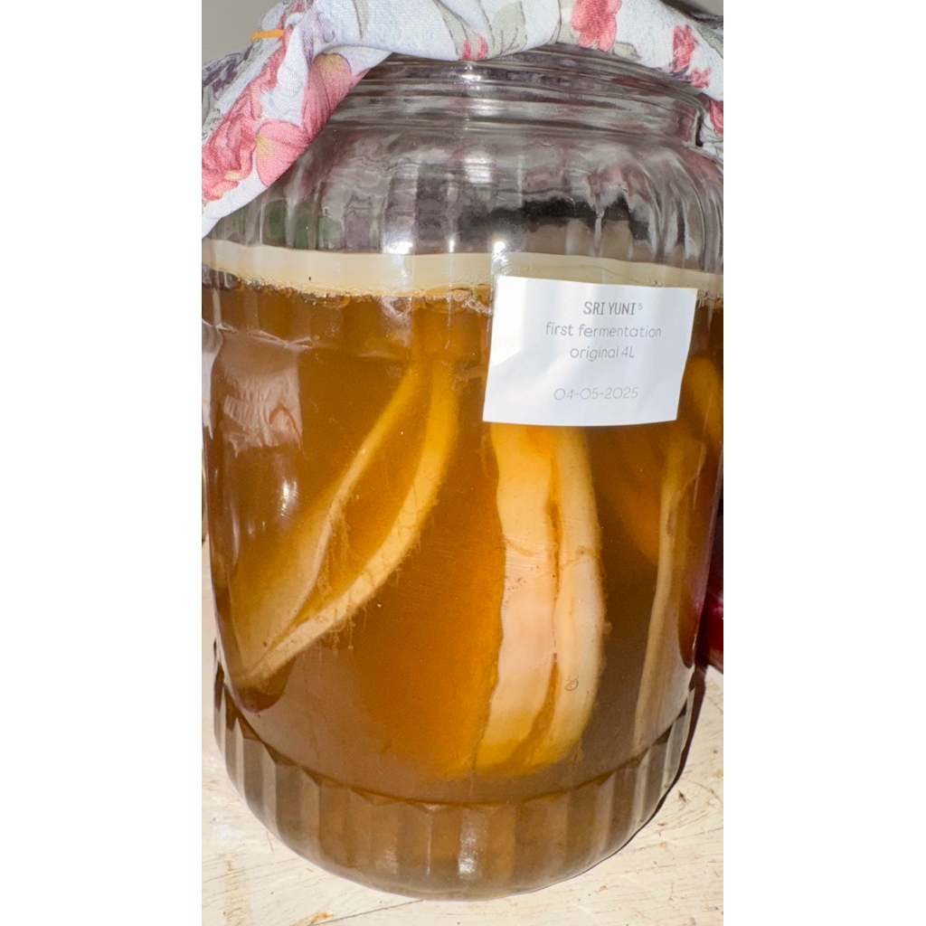 

SCOBY KOMBUCHA JUMBO / JAMUR DIPO PREMIUM / KOMBUCHA