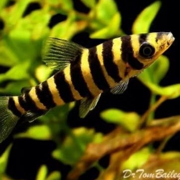 LEPORINUS TANKMATE IKAN PREDATOR | IKAN KAOS KAKI SIZE 7-8 CM