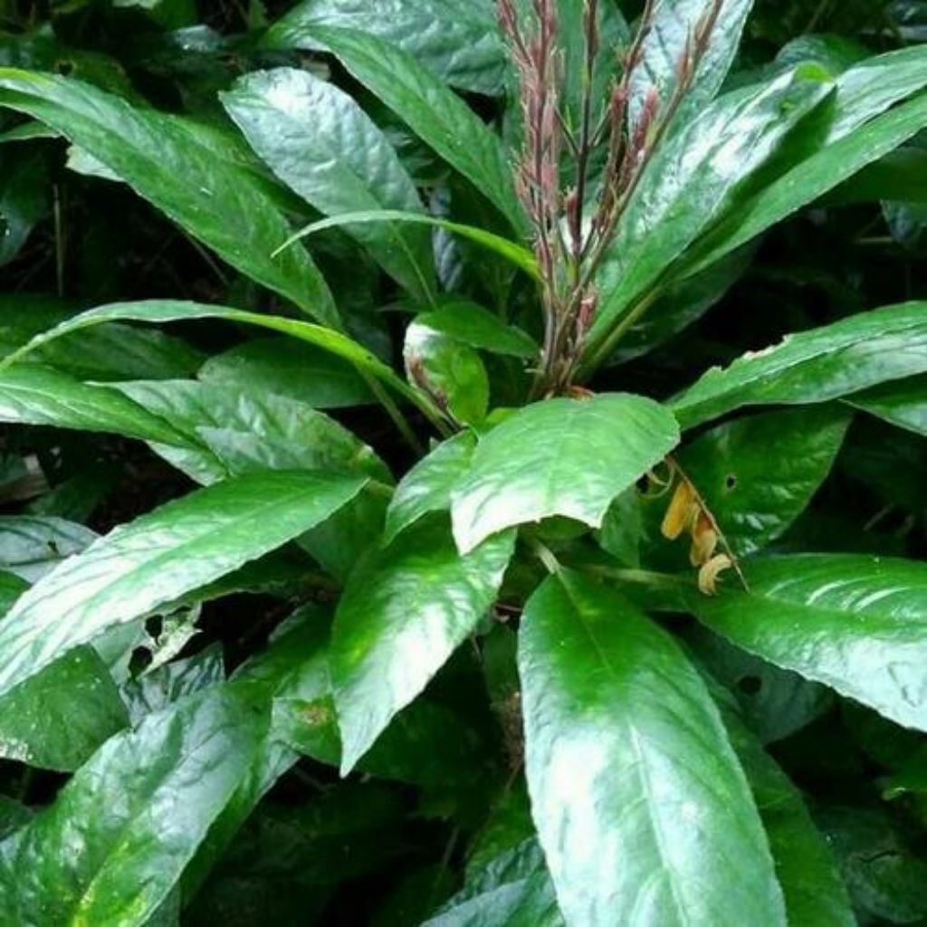 

Daun Lalapan Rende Kemasan 250gram