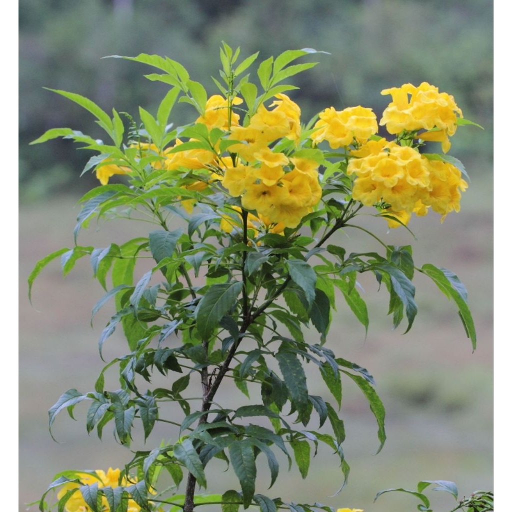 Promo COD tanaman hias tecoma stan bunga kuning - bibit tekomaria - bunga tecoma - tekomaria bunga k