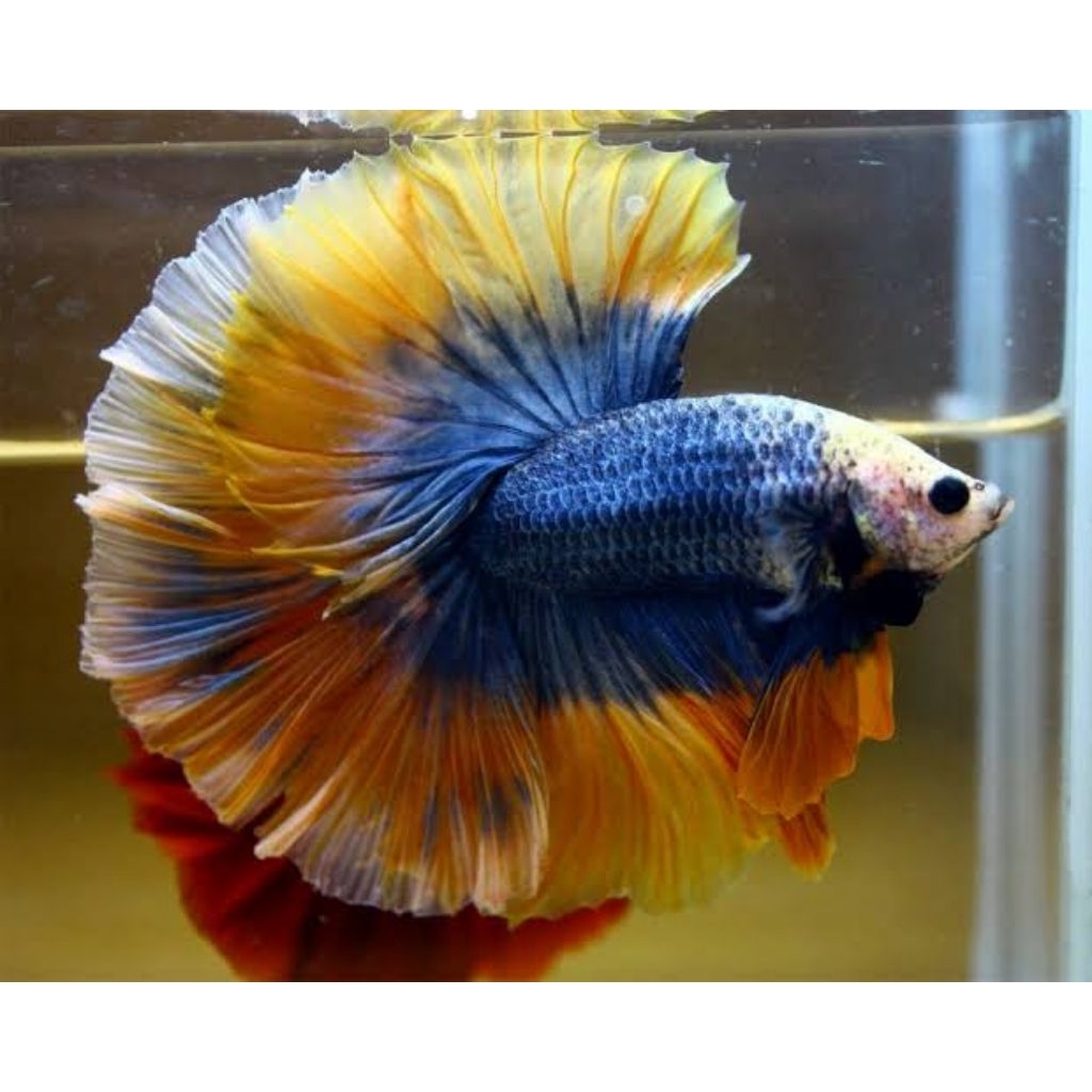 halfmoon cupang termurah hiasan kolam