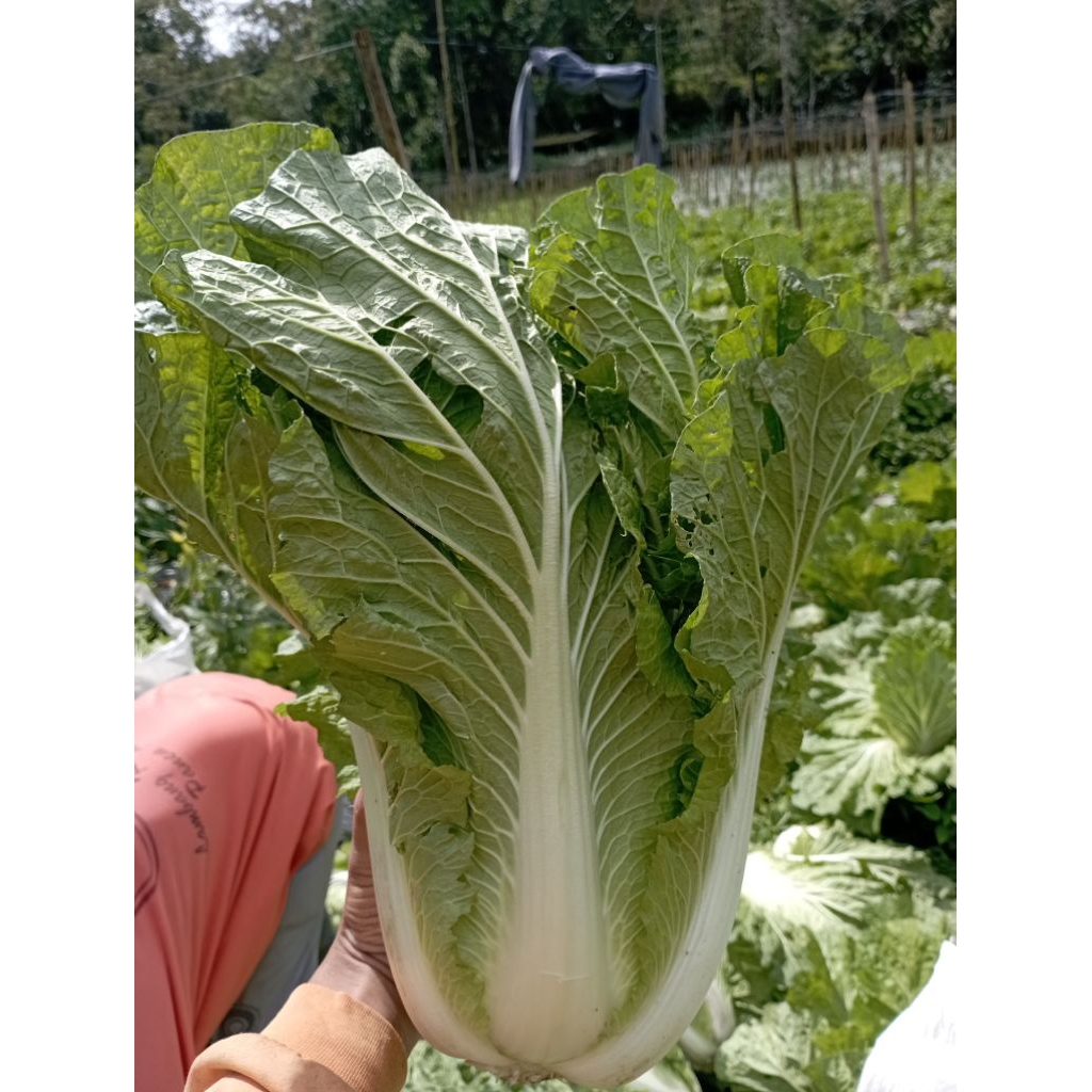 

Sawi Putih/Slobor 1 Buah Fress Langsung Petani