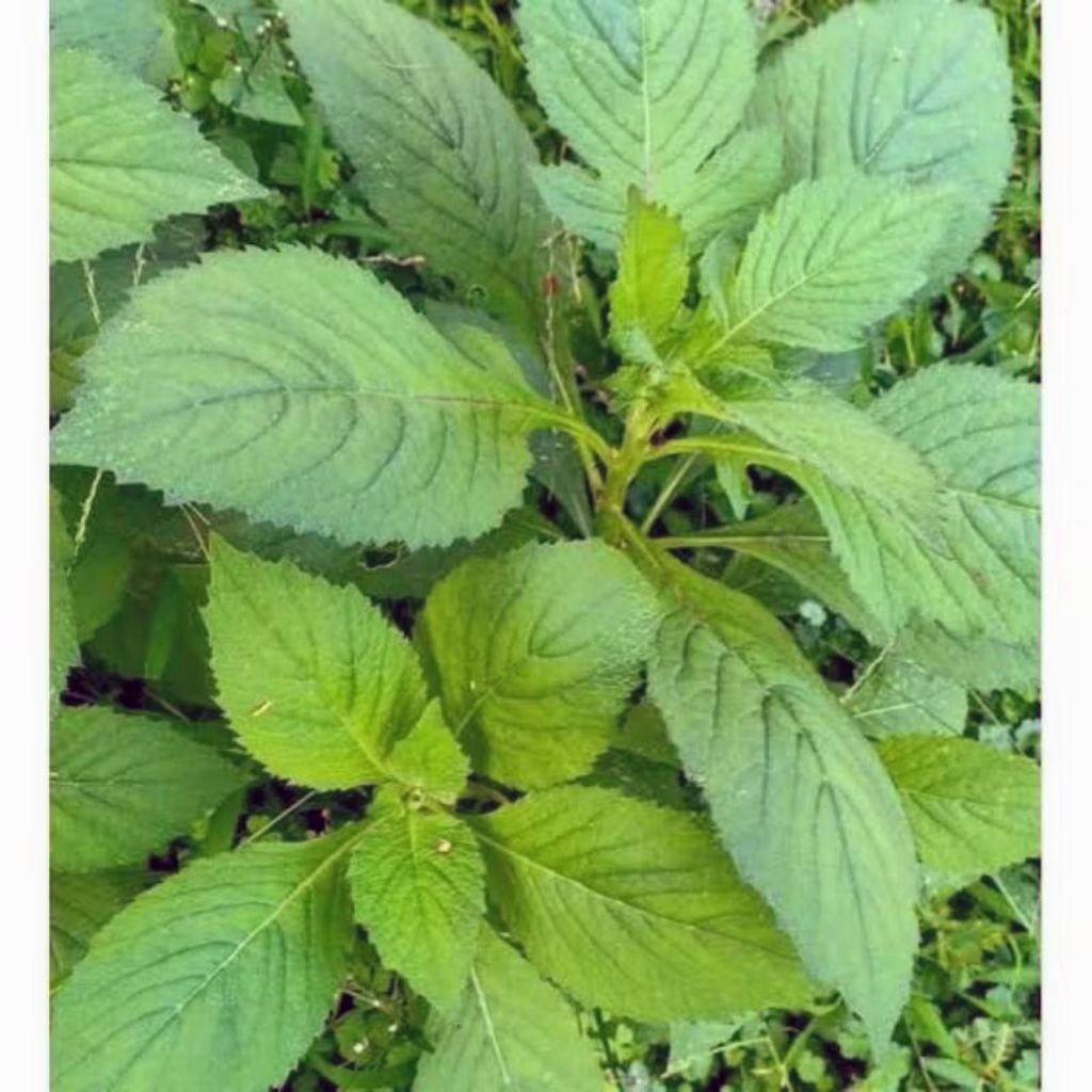 

daun sintrong 100 gram daun lalapan Marapi sintrong