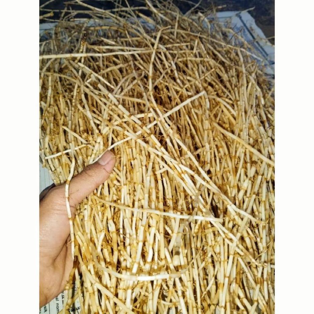 

Akar AlangAlang segar herbal 100 gram
