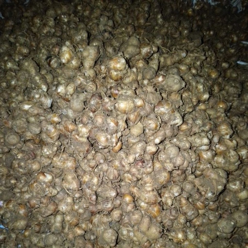 

Kencur Grade A 1Kilo 1Kg