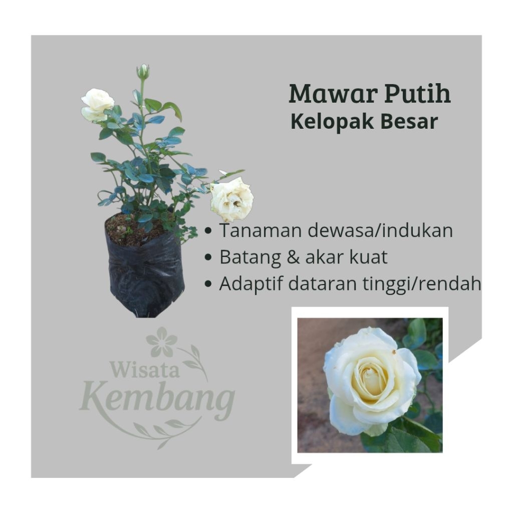 Mawar Putih Dewasa/Indukan Bunga Kelopak Besar