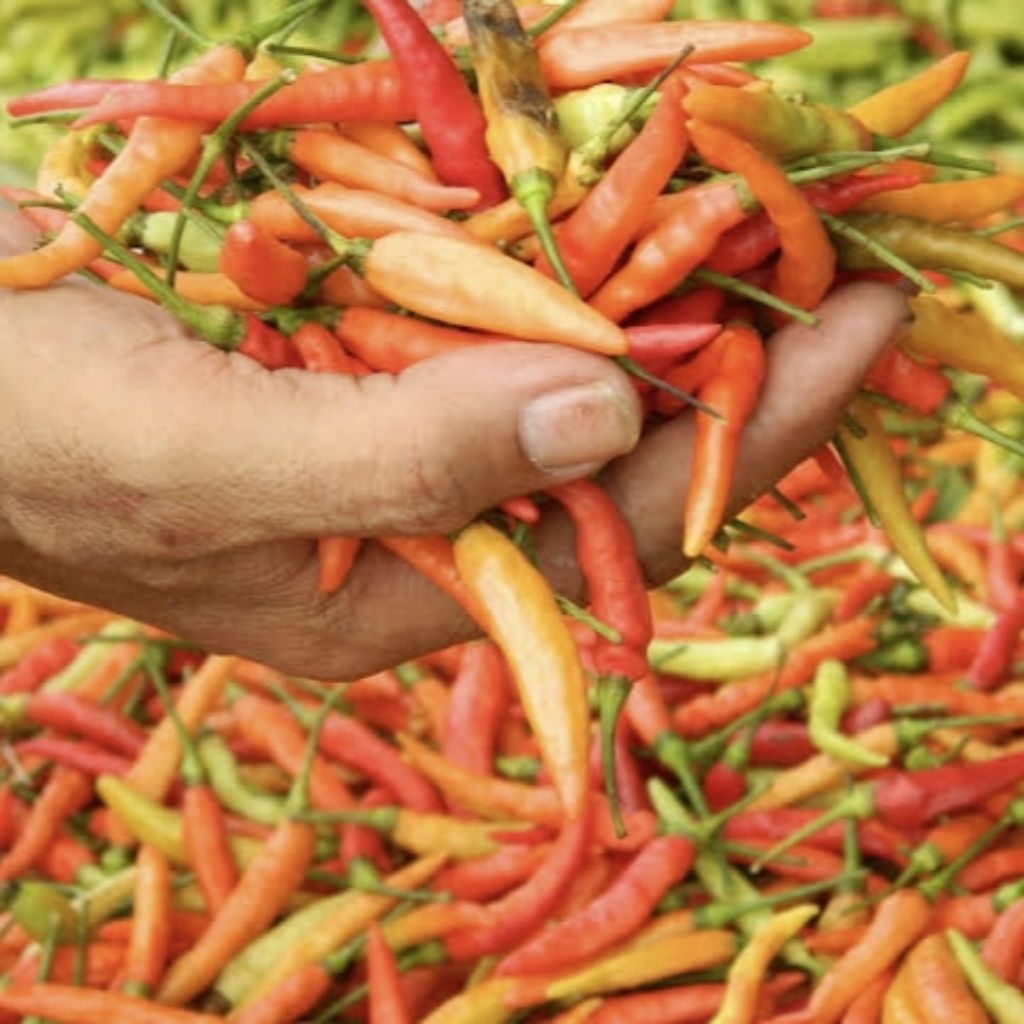 

Pasar Cabe 100gr Merah Hijau Rawit Keriting Peranggi Pontianak