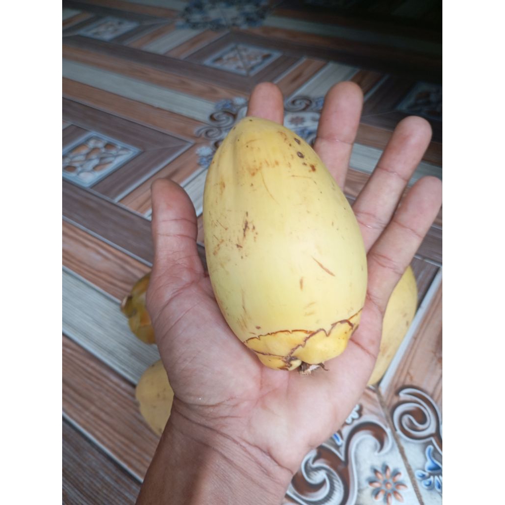 

tembuluk kelapa segar 5 biji