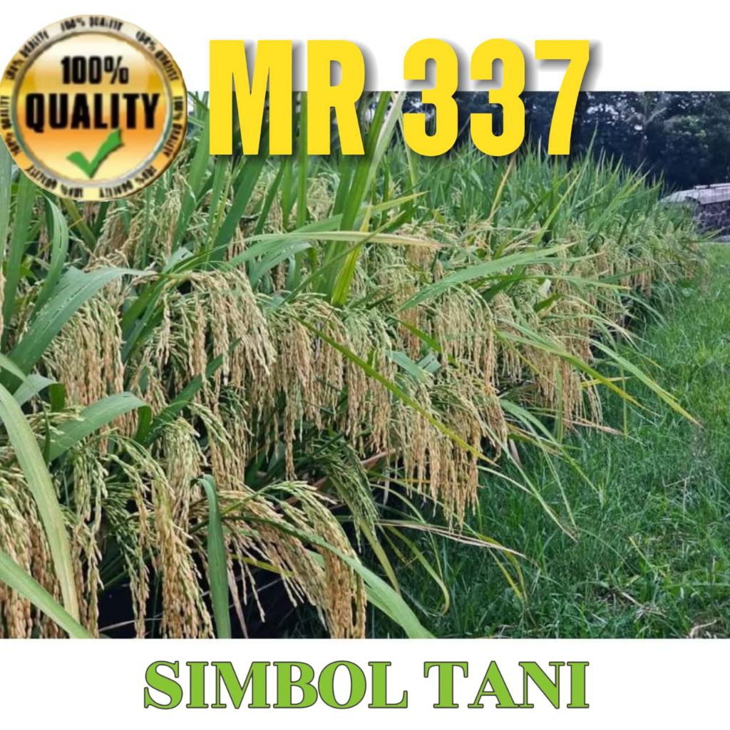 BENIH PADI MR 337/ MR337 KEMASAN 5KG