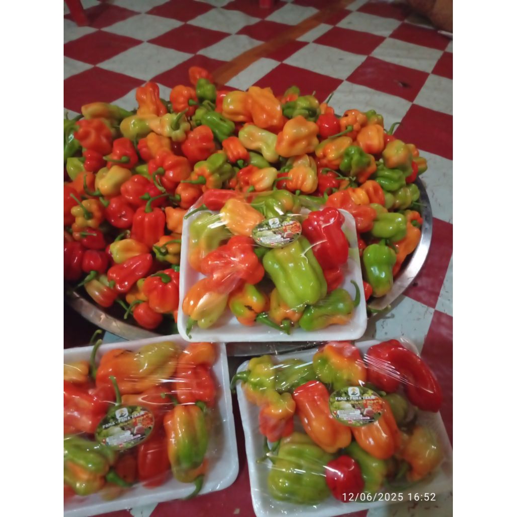

Buah cabe katokkon/lippak lippak segar