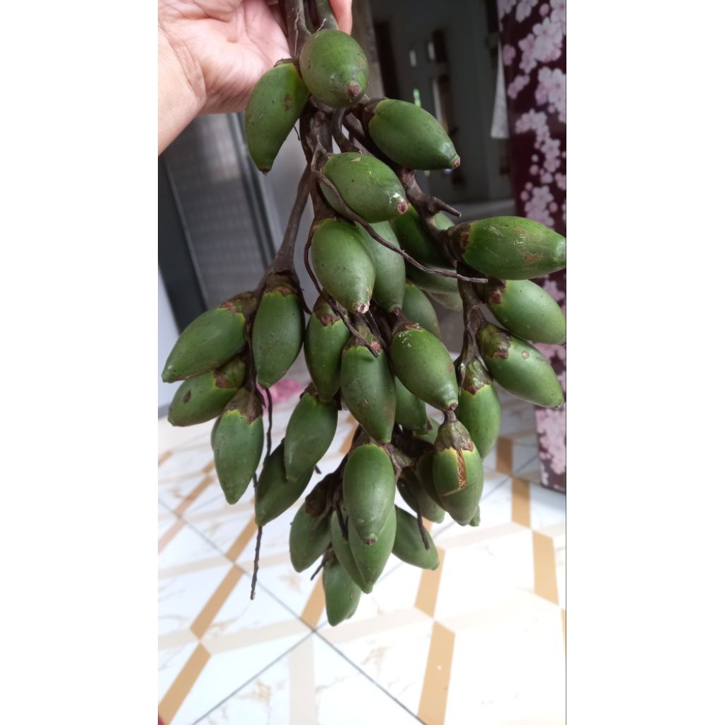 

BUAH PINANG MUDA(1KG)/ JAMBE MUDA