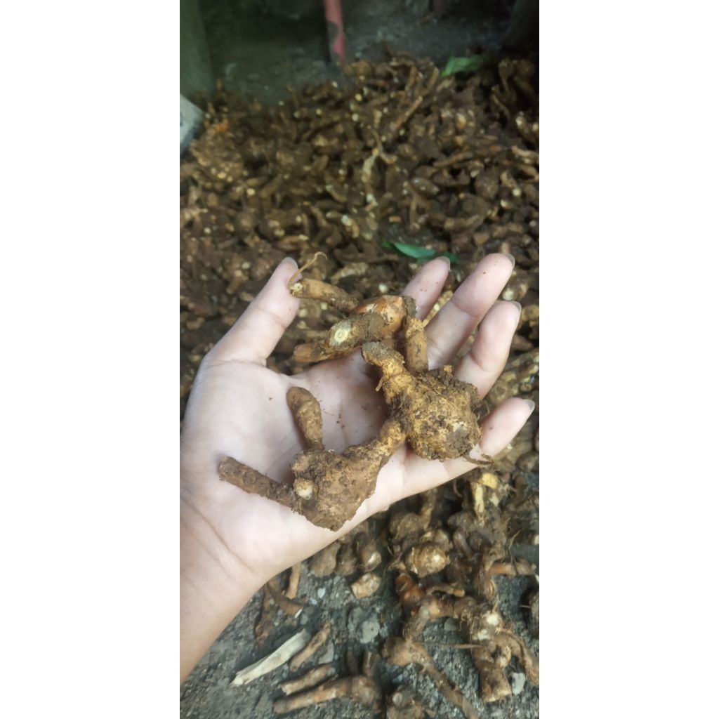 

kunci bumbu dapur rempah rempah jamu