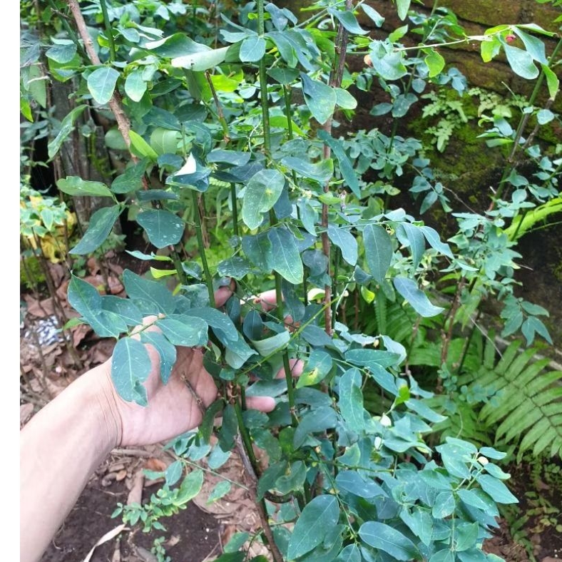 

pohon katuk berkualitas tinggi, siap tanam beli 1 isi 6 batang