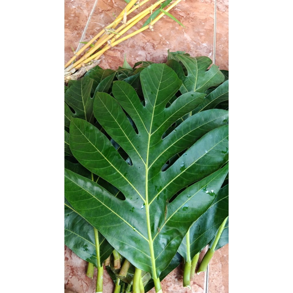

daun sukun segar 1 kg