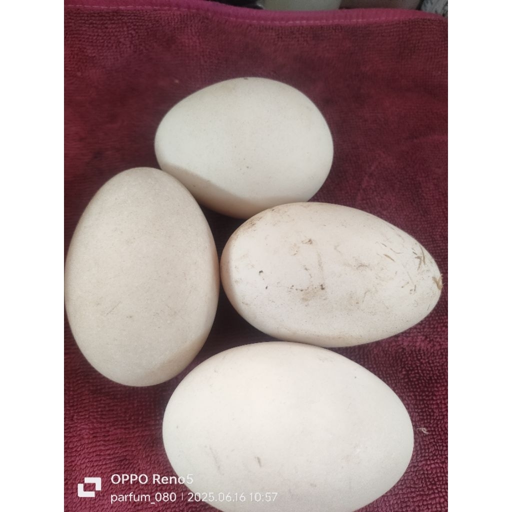 

Telor angsa/telor soang/busuk- tembuhuk