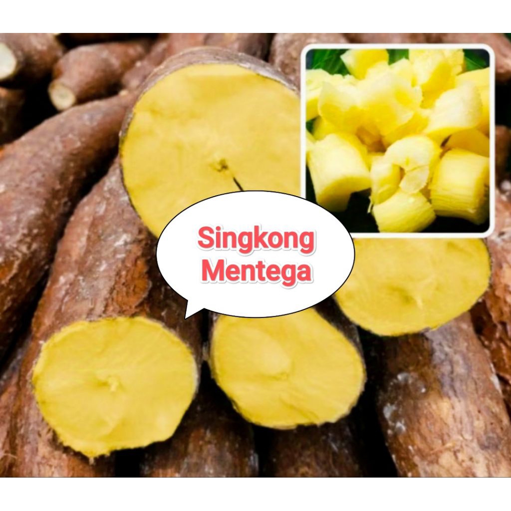 

Stek batang Ubi Mentega Thailand