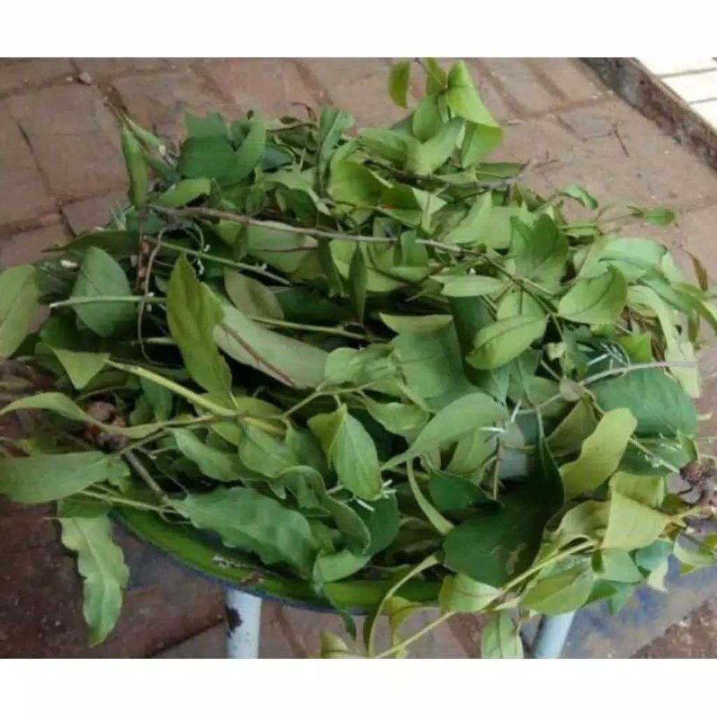 

Daun Benalu Segar baru metik