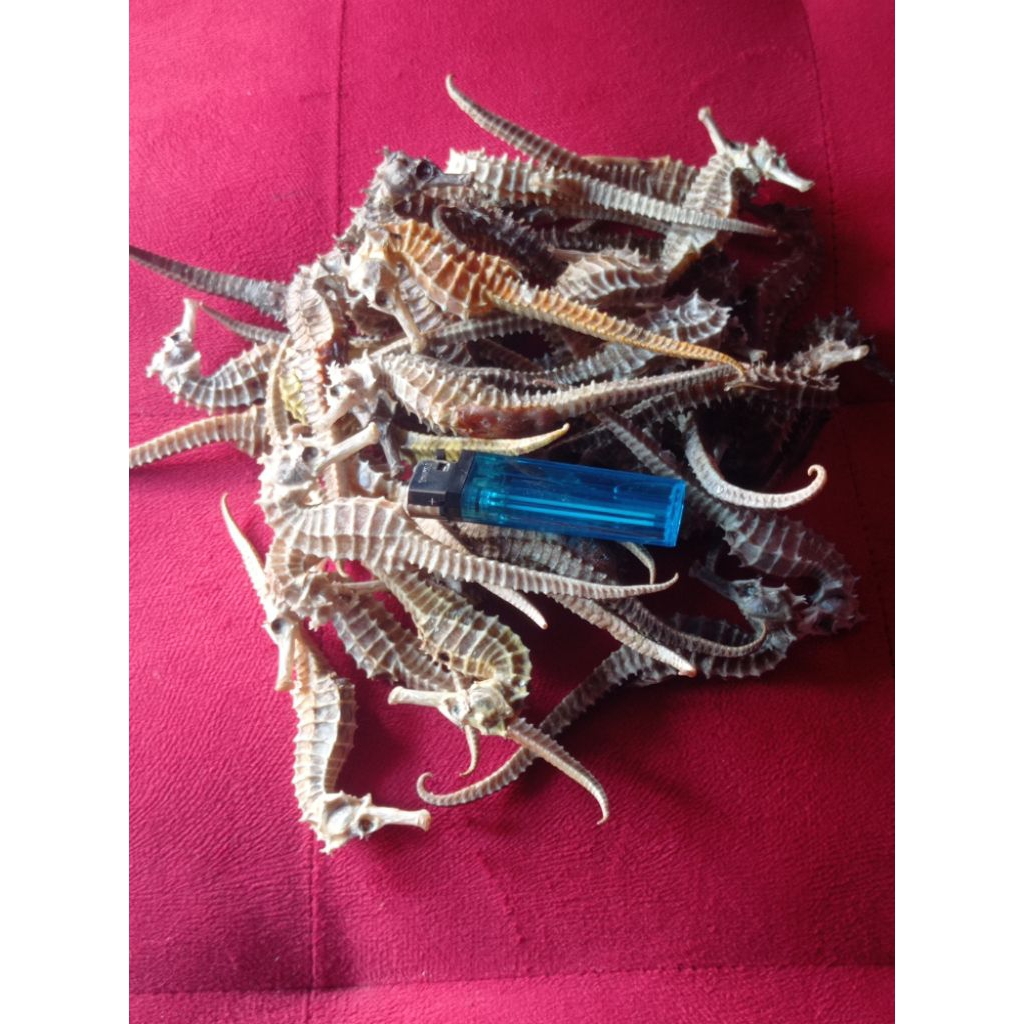 

Ready Kuda Laut Kering PILIHAN 50grm Kwalitas Grade A Superrr ORIGINAL100% Uk.8_15cm