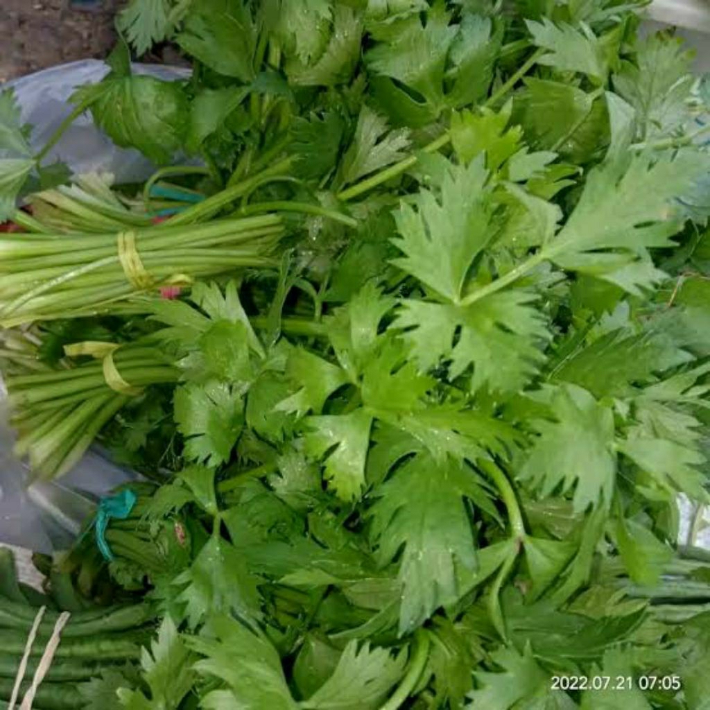 

daun bawang seledri 5000