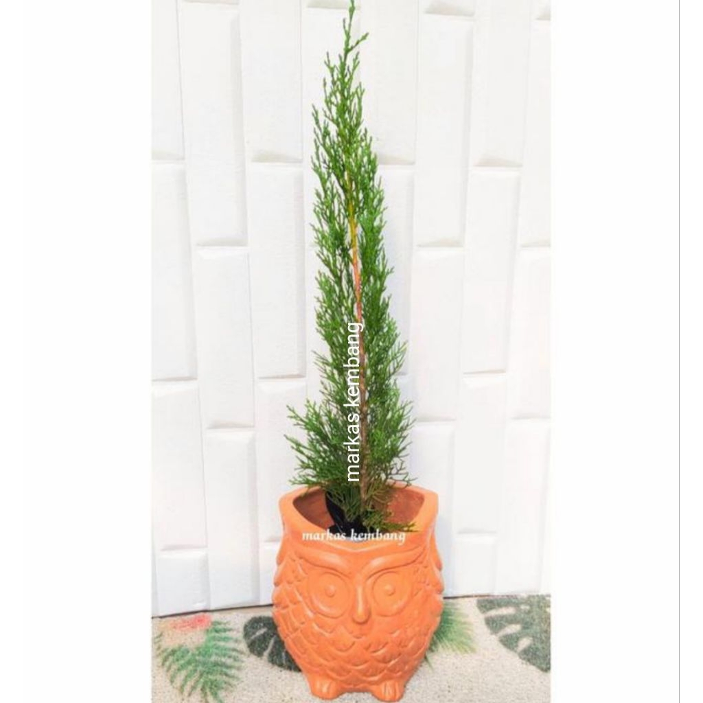 Tanaman Hias Bibit Pohon Cemara Pensil