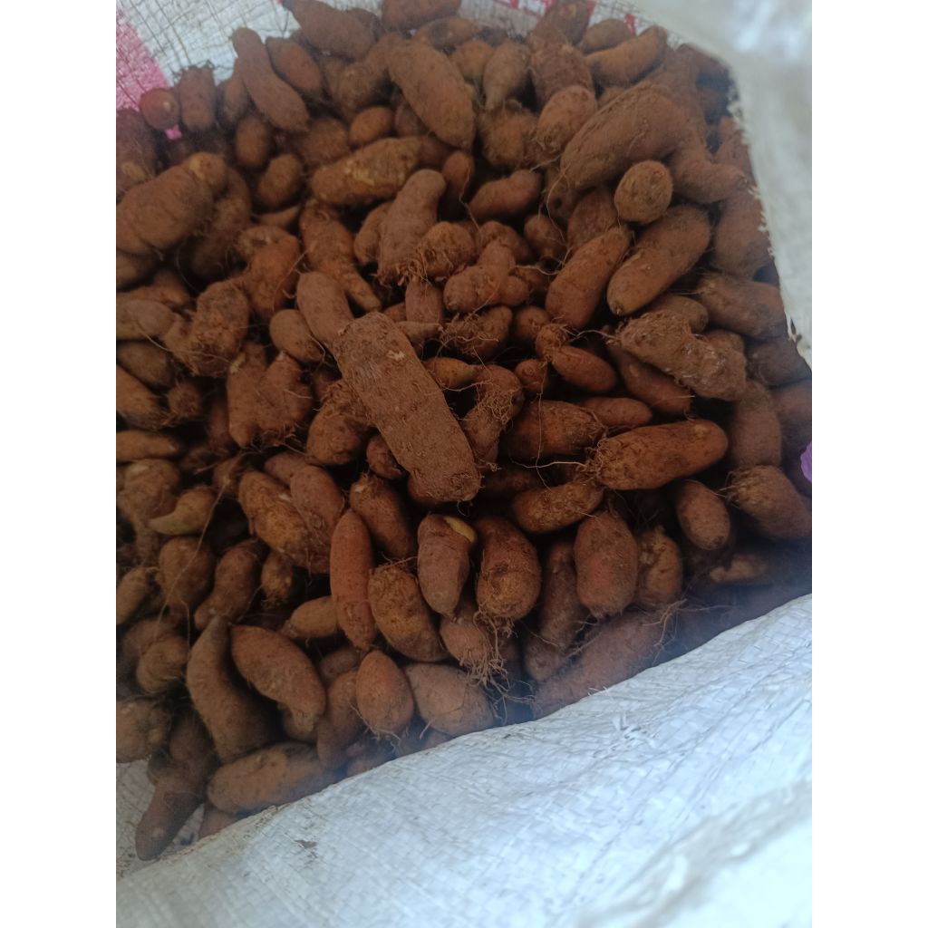 

Kentang Bulu/Kentang Hitam/Kentang Langka