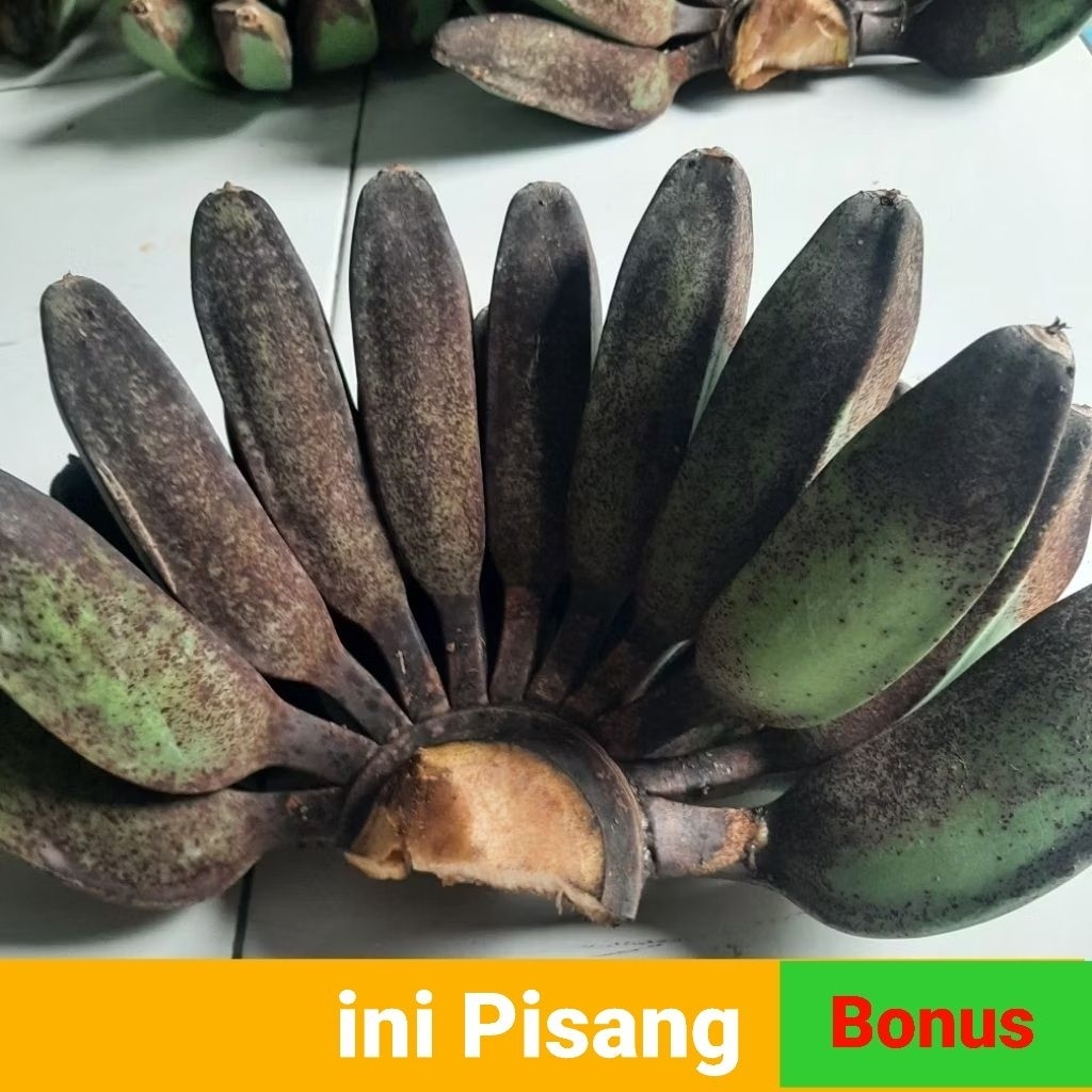 

Pisang Kepok Mentah Petik Tua Pohon 1 sisir 1kg