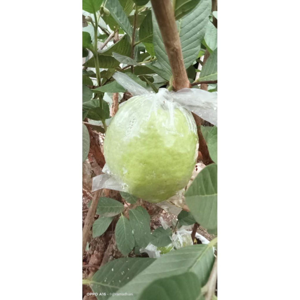 

(10kg) Jambu kristal fresh petik jember murah