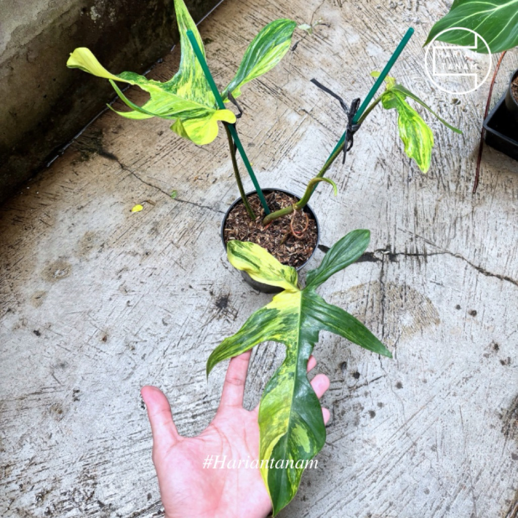 Philodendron Florida Beauty Variegated (Flobe) (Include pot & media tanam)