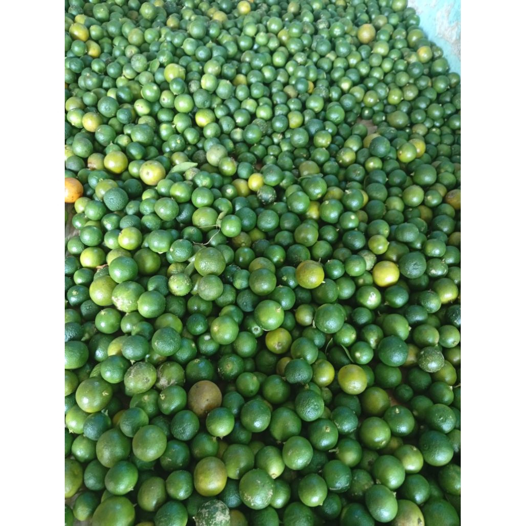 

50kg jeruk songkit/kasturi langsung dari kebun