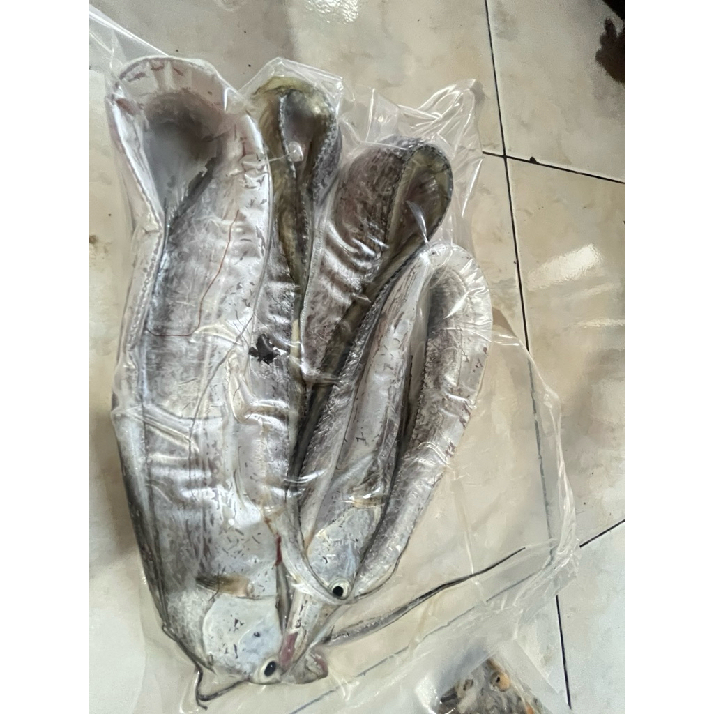 

Ikan layur 500 gr (frozen)