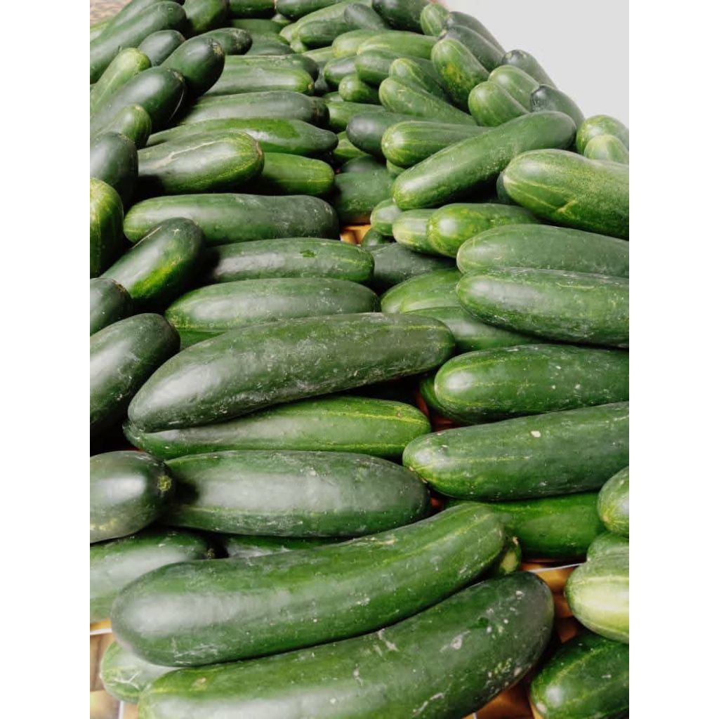 

Timun 3kg