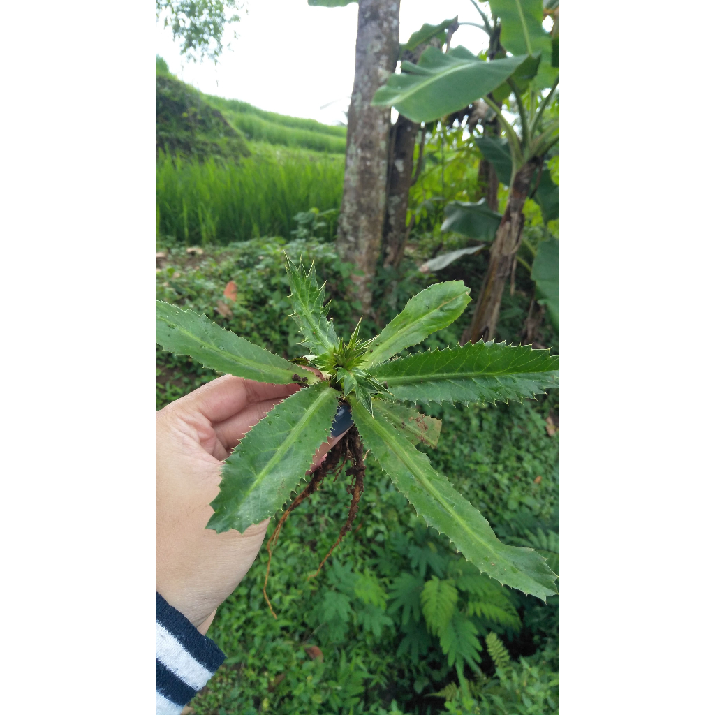 

Tanaman Walang Sangit/ Daun Ketumbar Jawa/Daun Culantro/Daun Walang
