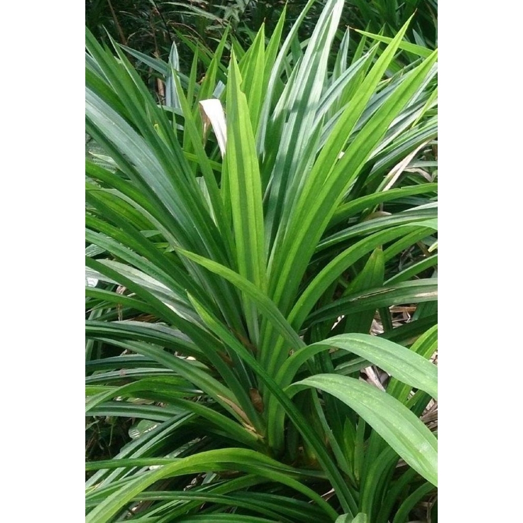 

DAUN PANDAN SEGAR (1 ikat isi 10biji)