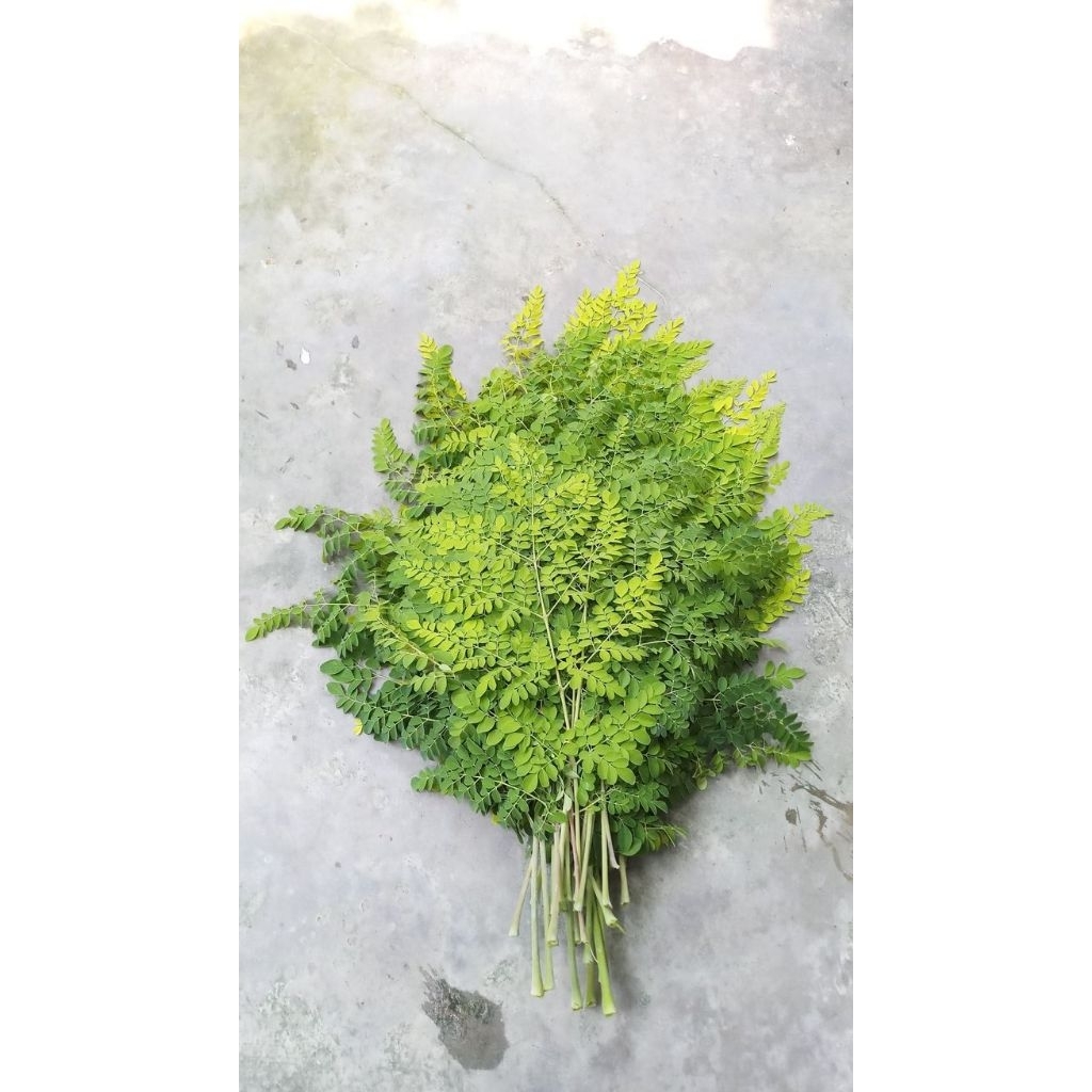 

DAUN KELOR SEGAR 400g