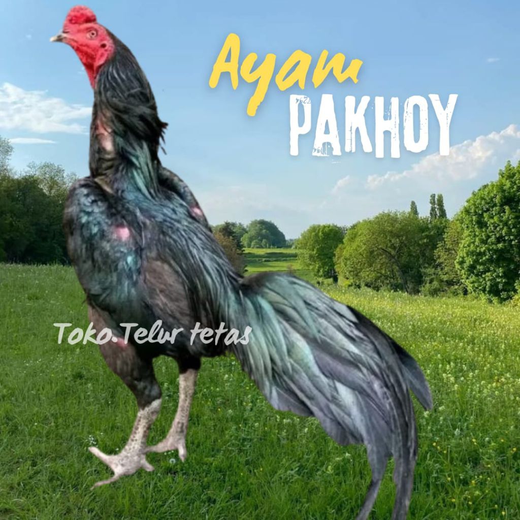 

telur ayam pakhoy ori thailand drumband full brakot brutal