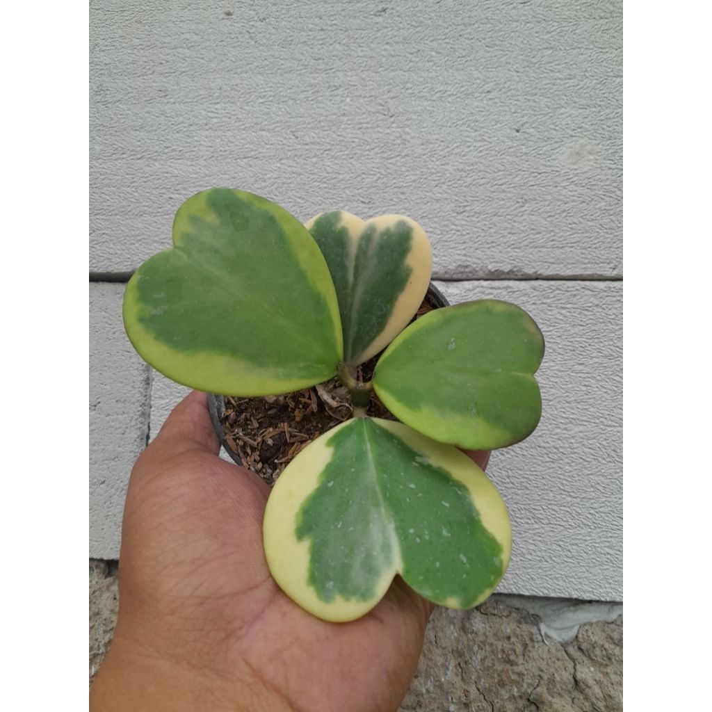 sukulen hoya love varigata cluster