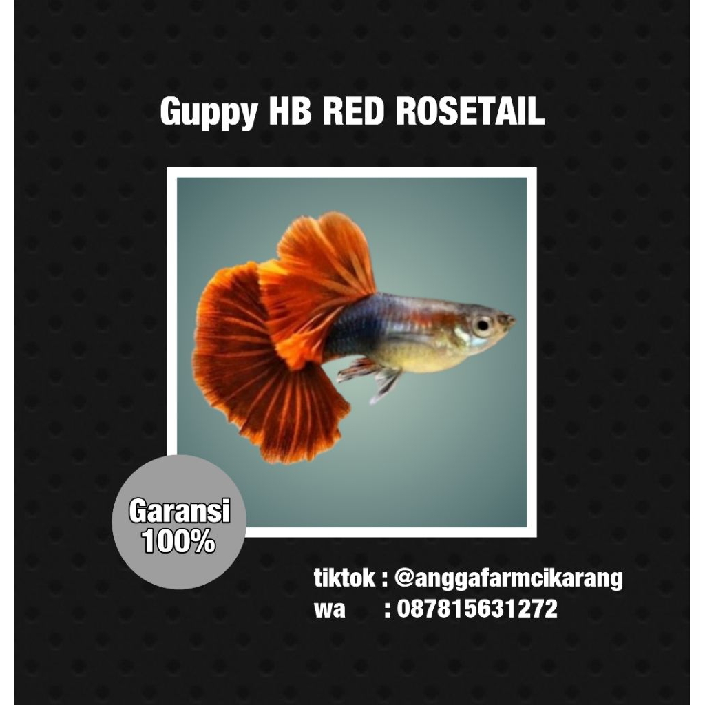 Ekstrak Ketapang ikan Guppy Hb red rosetail