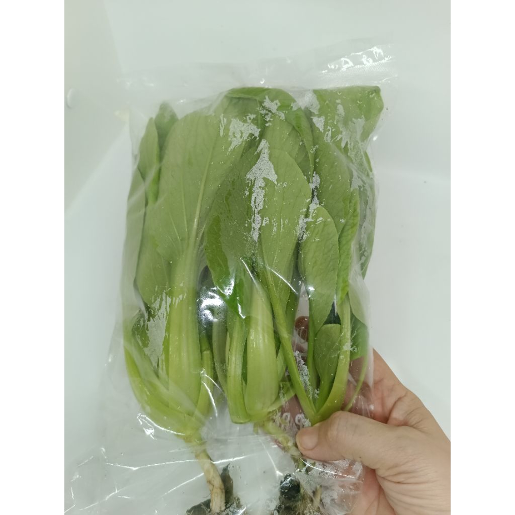 

Sayur Pokcoy Hidroponik