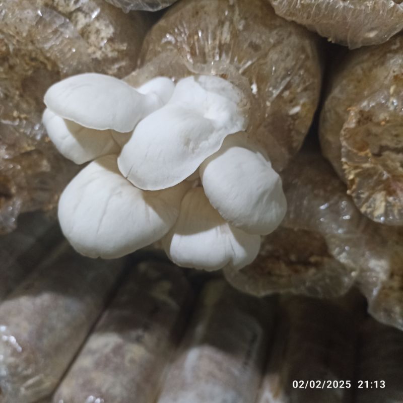 

baglog jamur isi 10 pcs