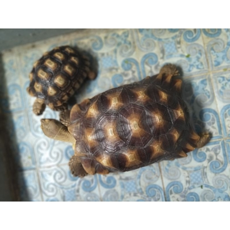 KurakuraSulcata1pasang 38cm&21cm Jantan&Betina.Makan Lancar Sehat