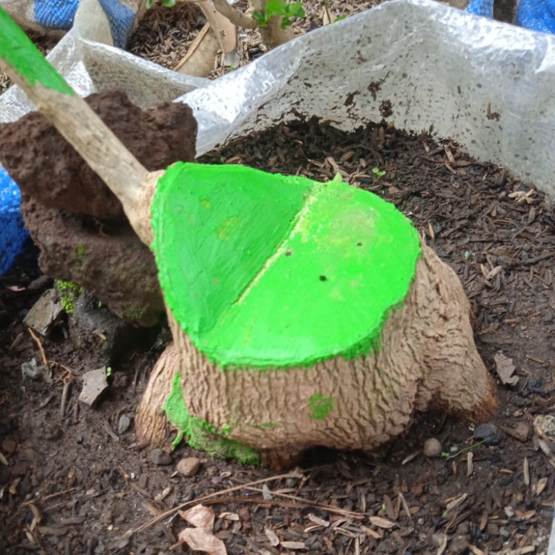 sancang jumbo bogelan