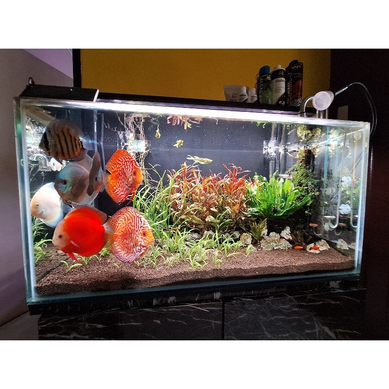 Aquarium aquascape full set