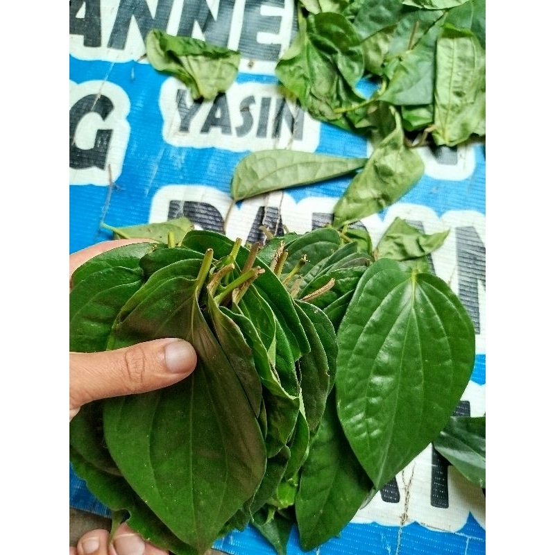 

Daun sirih segar 100 lembar pilihan