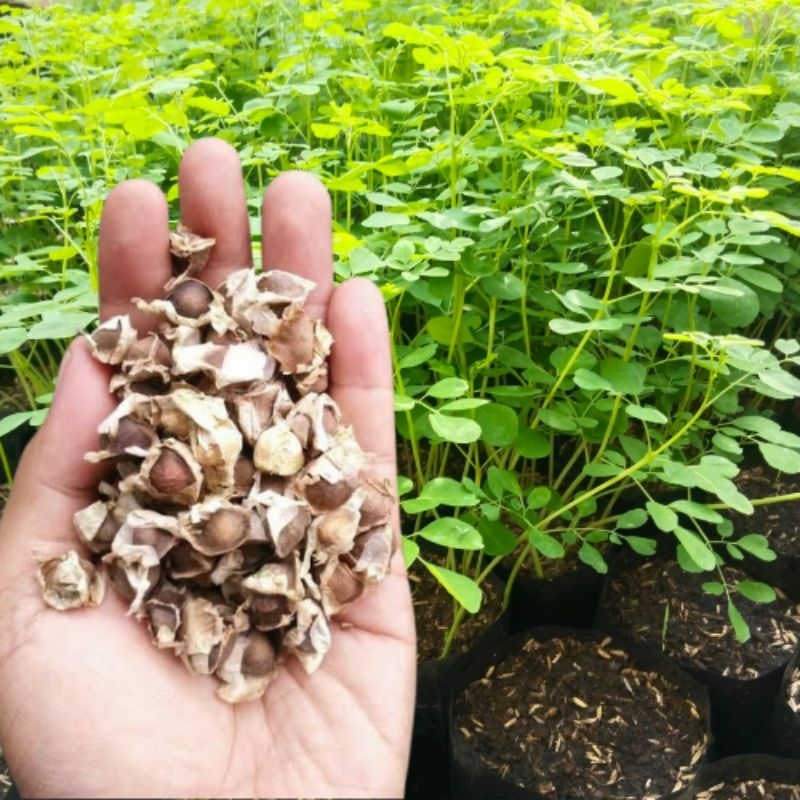 

Benih Daun Kelor Unggul (Moringga olievera) - 10 Biji, Kualitas Baik