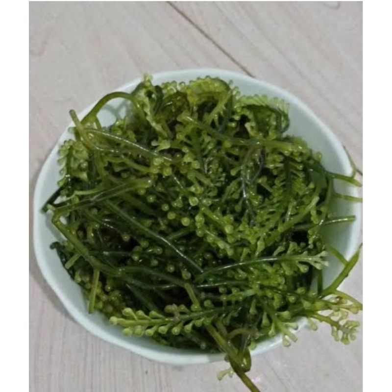 

LATOH/LAWI LAWI/ANGGUR LAUT/BULUNG BONI/GREEN CAVIAR/SRA GRAPES 1 kg